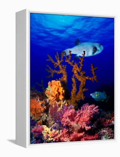 Underwater View of Bristly Puffer Fish (Arothron Hispidus) with Triggerfish and Anthias Fishes-null-Framed Premier Image Canvas