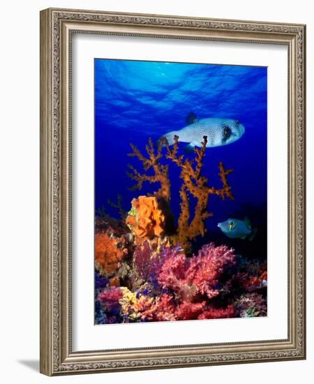 Underwater View of Bristly Puffer Fish (Arothron Hispidus) with Triggerfish and Anthias Fishes-null-Framed Photographic Print