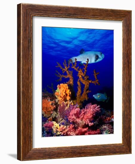 Underwater View of Bristly Puffer Fish (Arothron Hispidus) with Triggerfish and Anthias Fishes-null-Framed Photographic Print