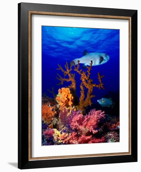 Underwater View of Bristly Puffer Fish (Arothron Hispidus) with Triggerfish and Anthias Fishes-null-Framed Photographic Print