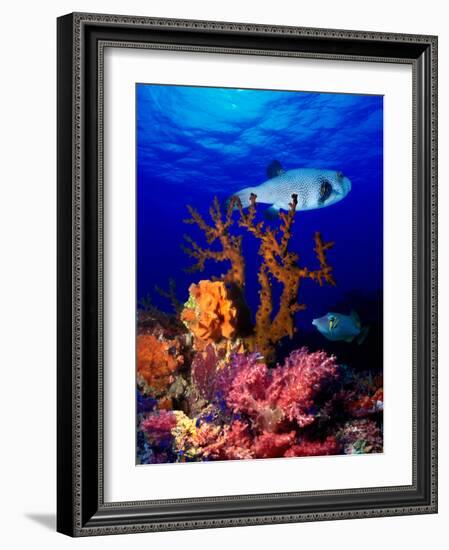 Underwater View of Bristly Puffer Fish (Arothron Hispidus) with Triggerfish and Anthias Fishes-null-Framed Photographic Print