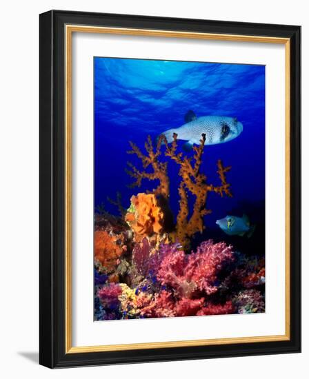 Underwater View of Bristly Puffer Fish (Arothron Hispidus) with Triggerfish and Anthias Fishes-null-Framed Photographic Print