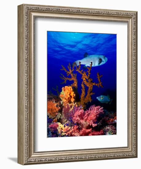 Underwater View of Bristly Puffer Fish (Arothron Hispidus) with Triggerfish and Anthias Fishes-null-Framed Photographic Print