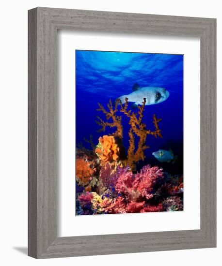 Underwater View of Bristly Puffer Fish (Arothron Hispidus) with Triggerfish and Anthias Fishes-null-Framed Photographic Print