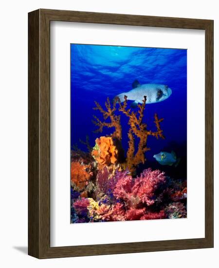 Underwater View of Bristly Puffer Fish (Arothron Hispidus) with Triggerfish and Anthias Fishes-null-Framed Photographic Print