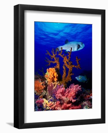 Underwater View of Bristly Puffer Fish (Arothron Hispidus) with Triggerfish and Anthias Fishes-null-Framed Photographic Print