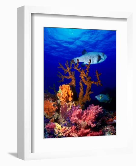 Underwater View of Bristly Puffer Fish (Arothron Hispidus) with Triggerfish and Anthias Fishes-null-Framed Photographic Print