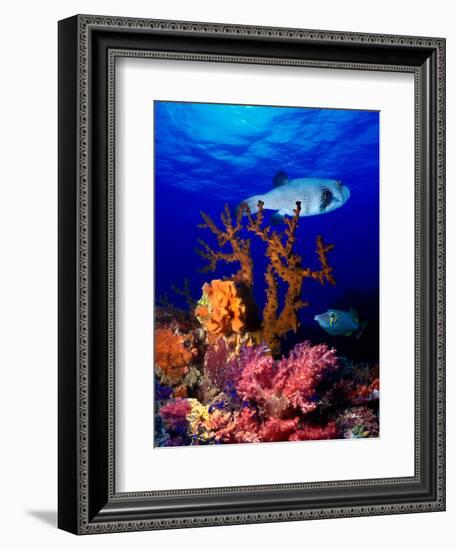 Underwater View of Bristly Puffer Fish (Arothron Hispidus) with Triggerfish and Anthias Fishes-null-Framed Photographic Print