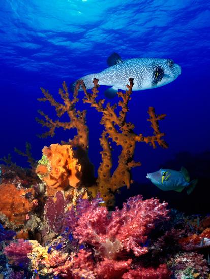 Premium Photographic Print, , large