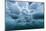 Underwater view of dense brash ice at Cuverville Island, Ererra Channel, Antarctica, Polar Regions-Michael Nolan-Mounted Photographic Print