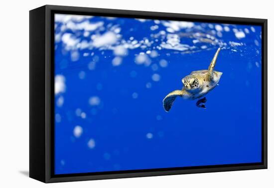 Underwater View of Green Sea Turtle in Hawaii-Paul Souders-Framed Premier Image Canvas