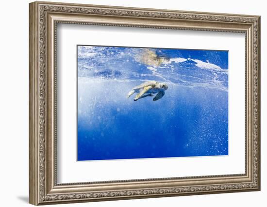 Underwater View of Green Sea Turtle in Hawaii-Paul Souders-Framed Photographic Print