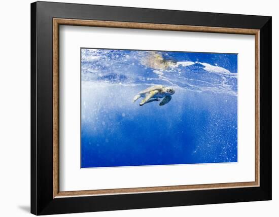 Underwater View of Green Sea Turtle in Hawaii-Paul Souders-Framed Photographic Print