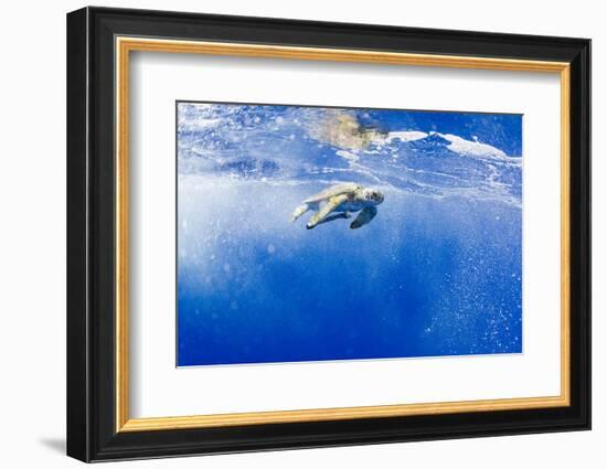 Underwater View of Green Sea Turtle in Hawaii-Paul Souders-Framed Photographic Print