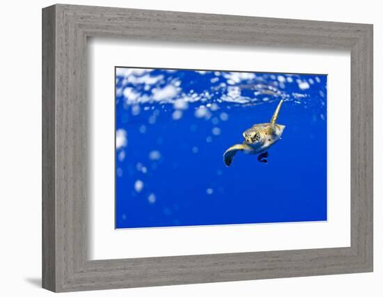 Underwater View of Green Sea Turtle in Hawaii-Paul Souders-Framed Photographic Print