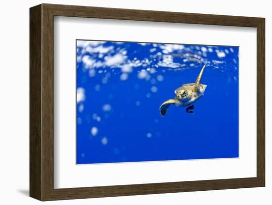 Underwater View of Green Sea Turtle in Hawaii-Paul Souders-Framed Photographic Print