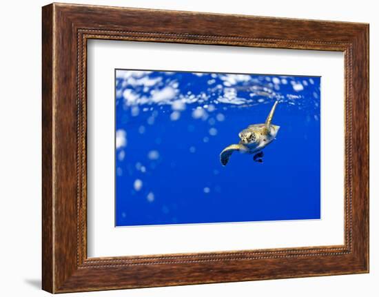 Underwater View of Green Sea Turtle in Hawaii-Paul Souders-Framed Photographic Print