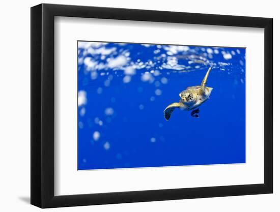 Underwater View of Green Sea Turtle in Hawaii-Paul Souders-Framed Photographic Print