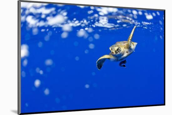 Underwater View of Green Sea Turtle in Hawaii-Paul Souders-Mounted Photographic Print