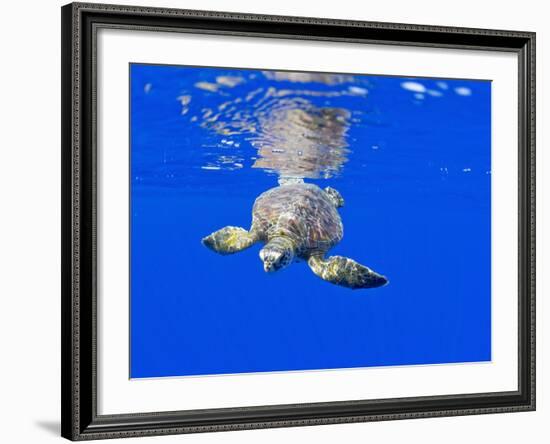 Underwater View of Green Sea Turtle-Paul Souders-Framed Photographic Print