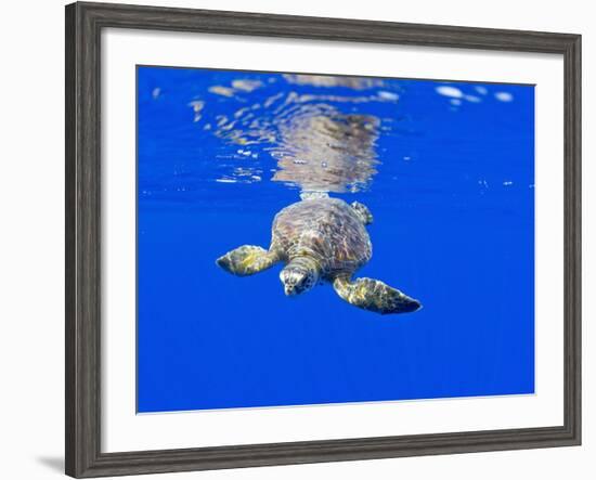 Underwater View of Green Sea Turtle-Paul Souders-Framed Photographic Print