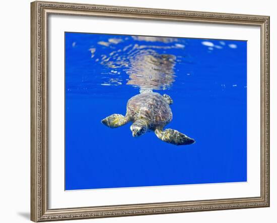 Underwater View of Green Sea Turtle-Paul Souders-Framed Photographic Print