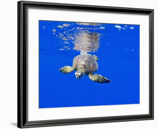 Underwater View of Green Sea Turtle-Paul Souders-Framed Photographic Print