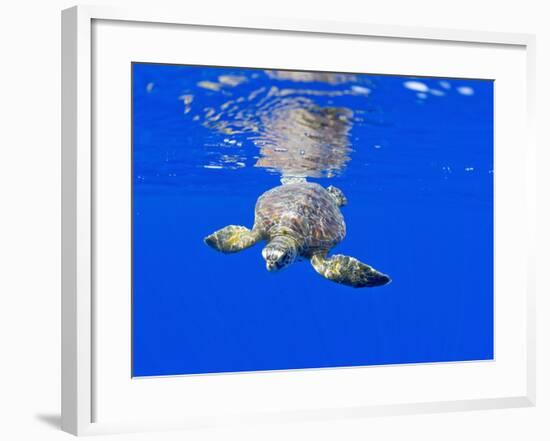 Underwater View of Green Sea Turtle-Paul Souders-Framed Photographic Print