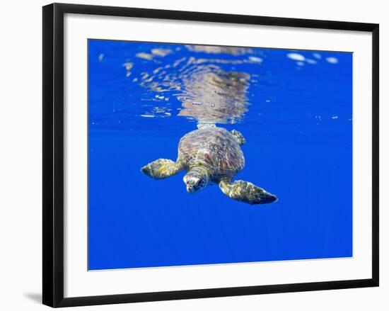 Underwater View of Green Sea Turtle-Paul Souders-Framed Photographic Print