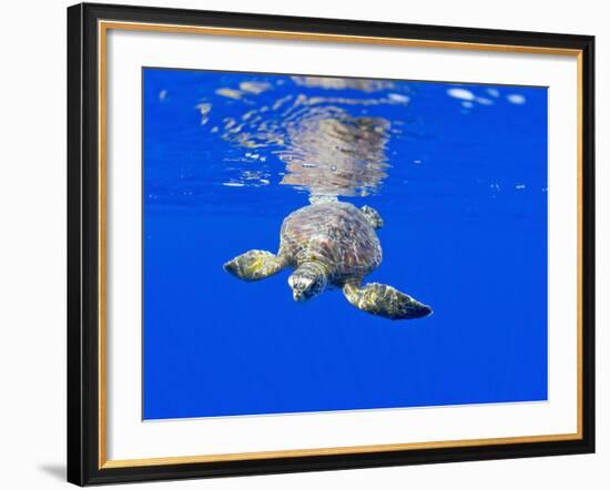 Underwater View of Green Sea Turtle-Paul Souders-Framed Photographic Print