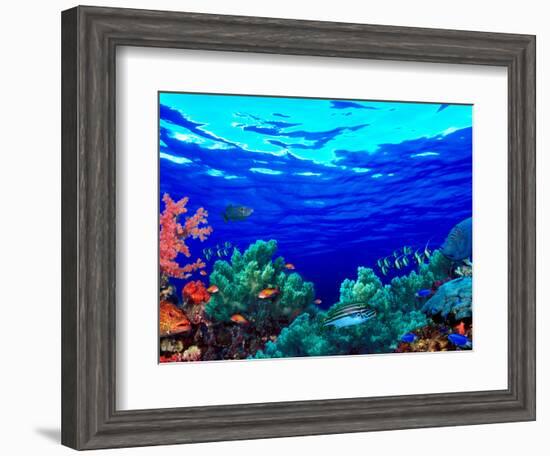 Underwater View of Pallid Triggerfish (Sufflamen Bursa), Oriental Sweetlips (Plectorhinchus Vitt...-null-Framed Photographic Print