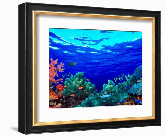 Underwater View of Pallid Triggerfish (Sufflamen Bursa), Oriental Sweetlips (Plectorhinchus Vitt...-null-Framed Photographic Print