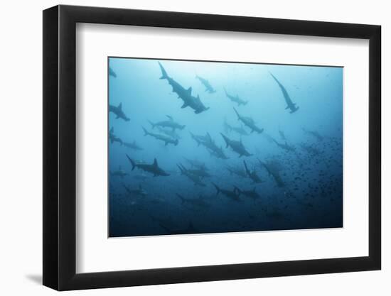 Underwater View of Scalloped Hammerhead Sharks Swimming in the Waters off Darwin Island, Galapagos-Wildestanimal-Framed Photographic Print