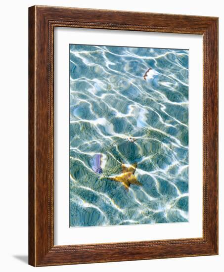 Underwater view of sea star and seashells, Bahamas-Stuart Westmorland-Framed Photographic Print