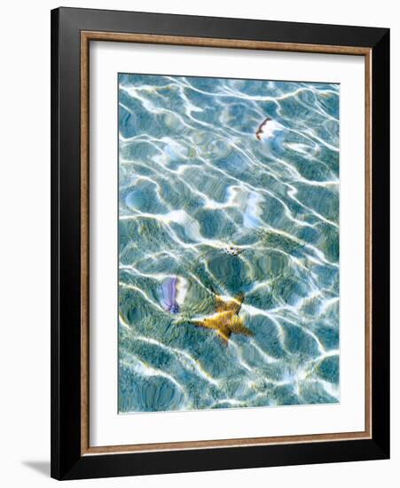 Underwater view of sea star and seashells, Bahamas-Stuart Westmorland-Framed Photographic Print