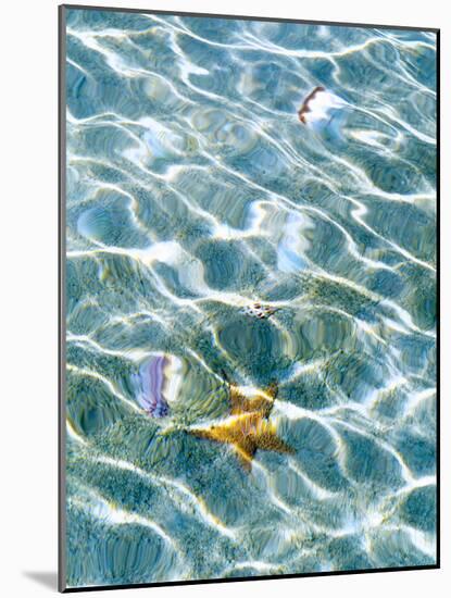 Underwater view of sea star and seashells, Bahamas-Stuart Westmorland-Mounted Photographic Print