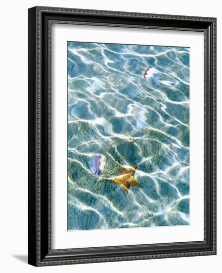 Underwater view of sea star and seashells, Bahamas-Stuart Westmorland-Framed Photographic Print