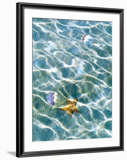 Underwater view of sea star and seashells, Bahamas-Stuart Westmorland-Framed Photographic Print