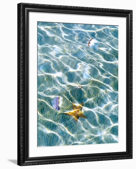 Underwater view of sea star and seashells, Bahamas-Stuart Westmorland-Framed Photographic Print