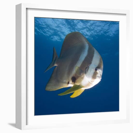 Underwater View of Teira Batfish at Manta Reef, Jangamo Beach, Guinjata Bay, Mozambique-Paul Souders-Framed Photographic Print