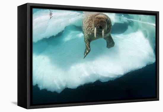 Underwater View of Walrus, Hudson Bay, Nunavut, Canada-Paul Souders-Framed Premier Image Canvas