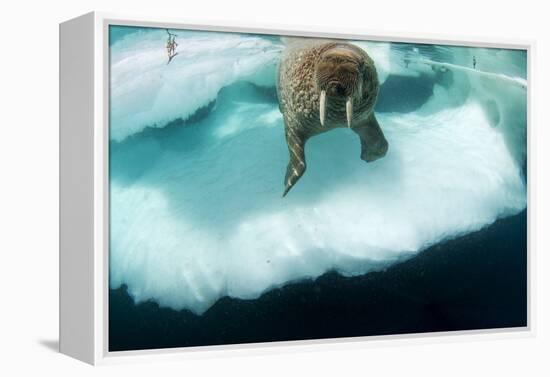 Underwater View of Walrus, Hudson Bay, Nunavut, Canada-Paul Souders-Framed Premier Image Canvas