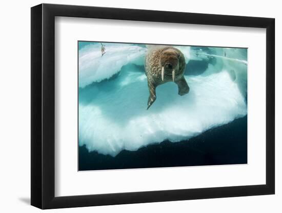 Underwater View of Walrus, Hudson Bay, Nunavut, Canada-Paul Souders-Framed Photographic Print