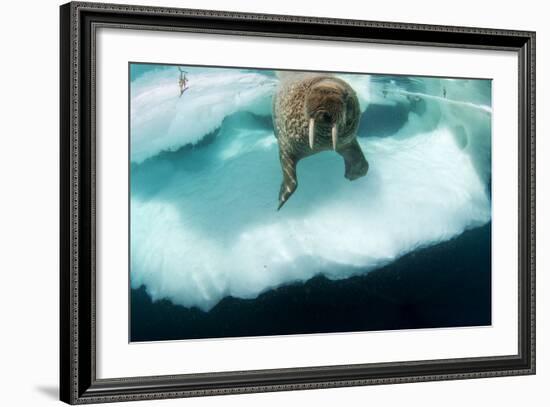 Underwater View of Walrus, Hudson Bay, Nunavut, Canada-Paul Souders-Framed Photographic Print