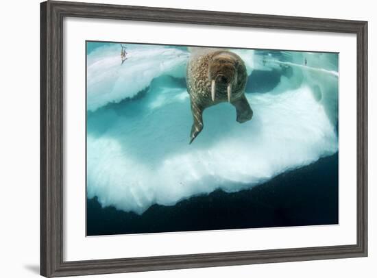 Underwater View of Walrus, Hudson Bay, Nunavut, Canada-Paul Souders-Framed Photographic Print