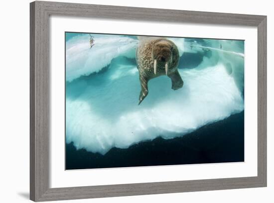 Underwater View of Walrus, Hudson Bay, Nunavut, Canada-Paul Souders-Framed Photographic Print