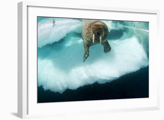 Underwater View of Walrus, Hudson Bay, Nunavut, Canada-Paul Souders-Framed Photographic Print