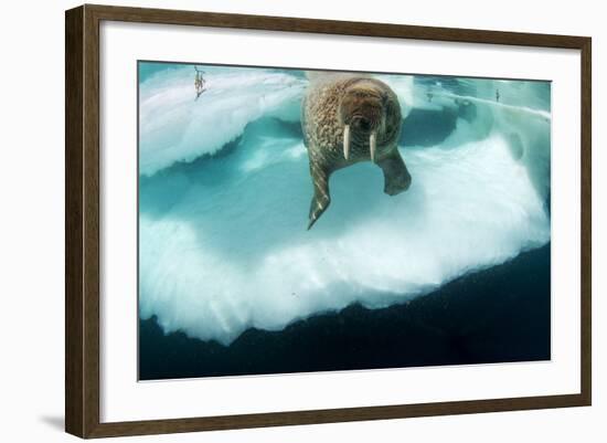 Underwater View of Walrus, Hudson Bay, Nunavut, Canada-Paul Souders-Framed Photographic Print