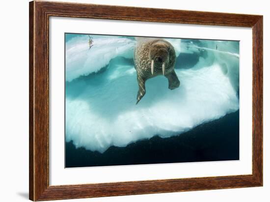 Underwater View of Walrus, Hudson Bay, Nunavut, Canada-Paul Souders-Framed Photographic Print