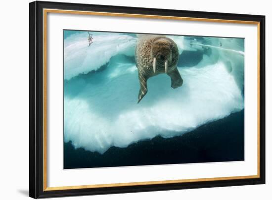 Underwater View of Walrus, Hudson Bay, Nunavut, Canada-Paul Souders-Framed Photographic Print